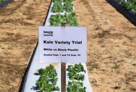 Kale Variety Trial On White and Black Plastic Mulch